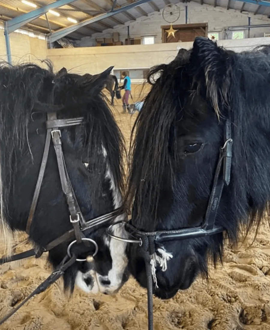Das Pferd Sam