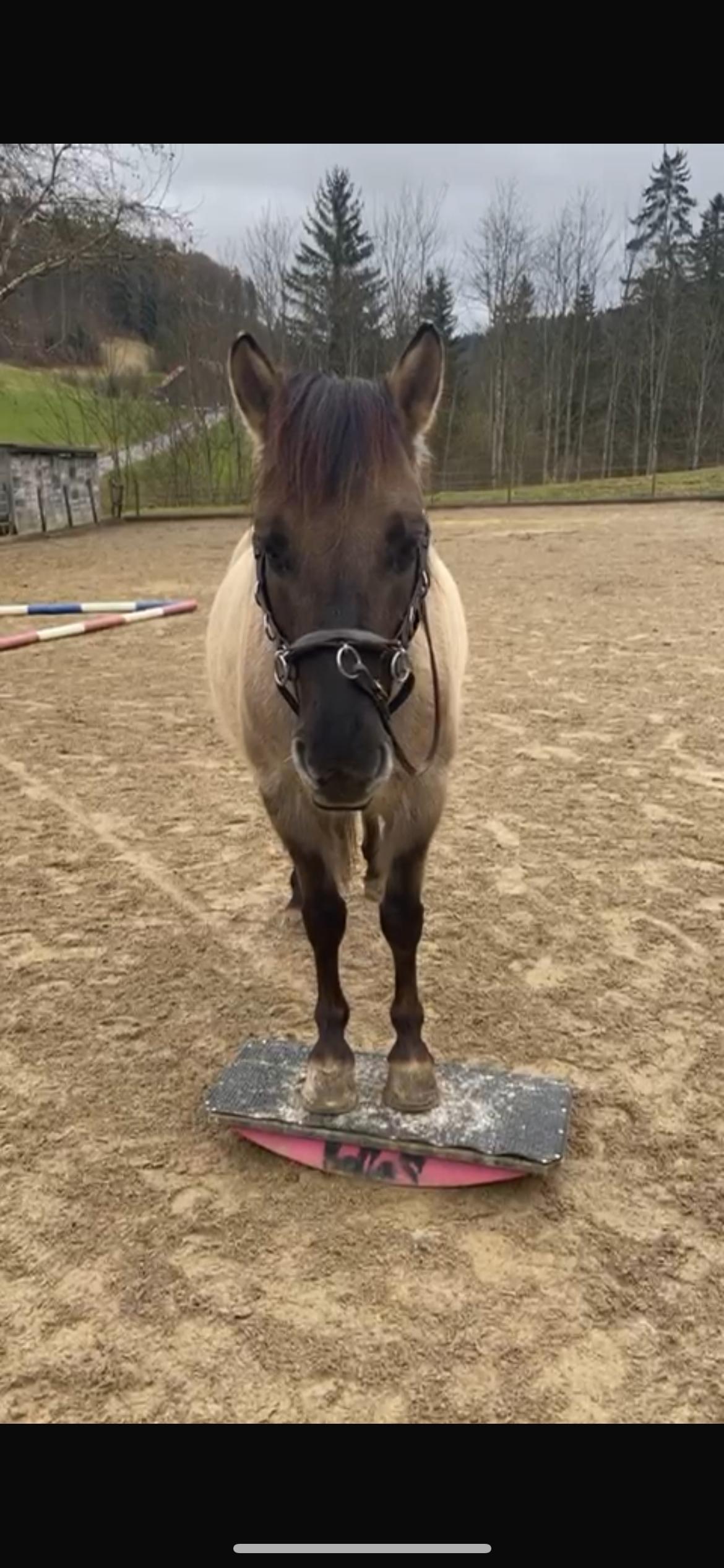 Pia